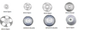 Siemens Life Domes - Pack of 10 Keephearing Ltd